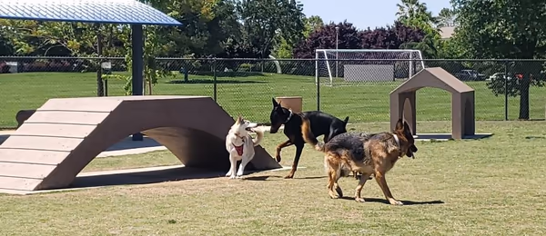 Elk Grove Park Dog Park